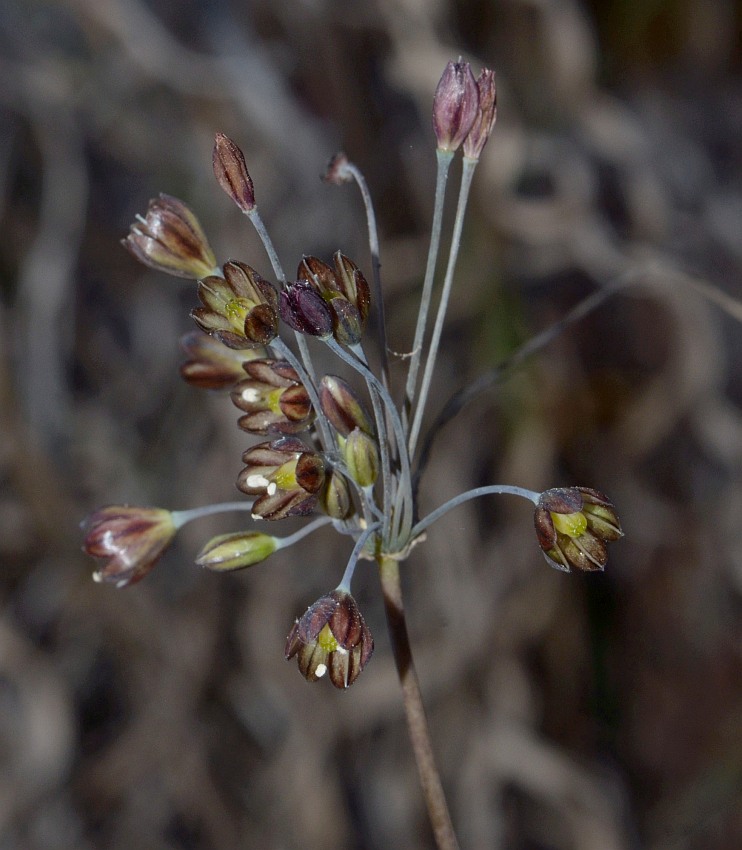 Изображение особи Allium tardiflorum.