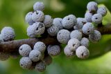 Myrica pensylvanica. Соплодия. Германия, г. Krefeld, ботанический сад. 16.09.2012.