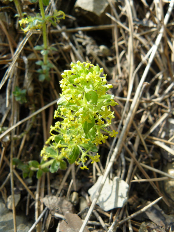 Image of Cruciata taurica specimen.