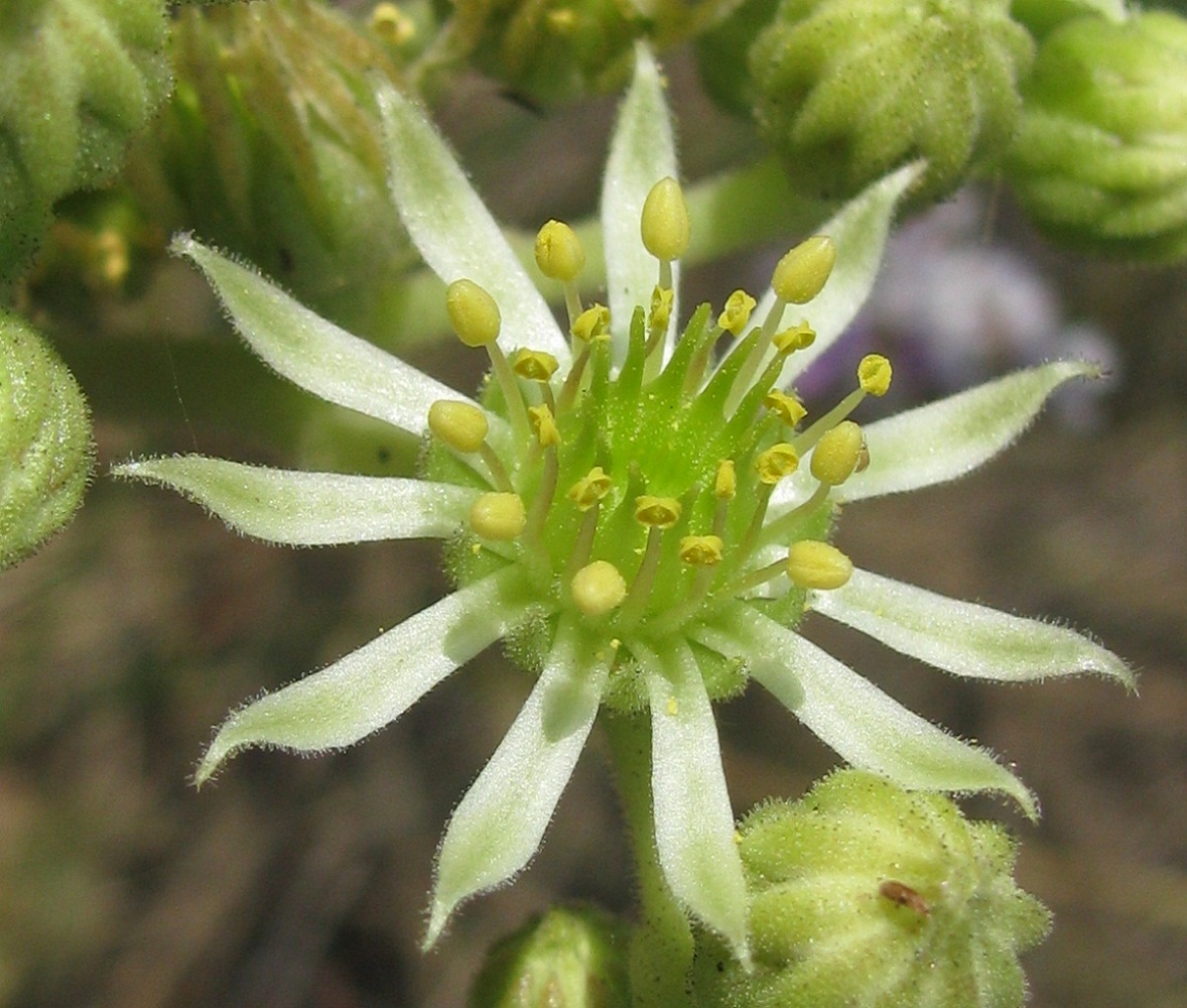 Image of Sempervivum ruthenicum specimen.