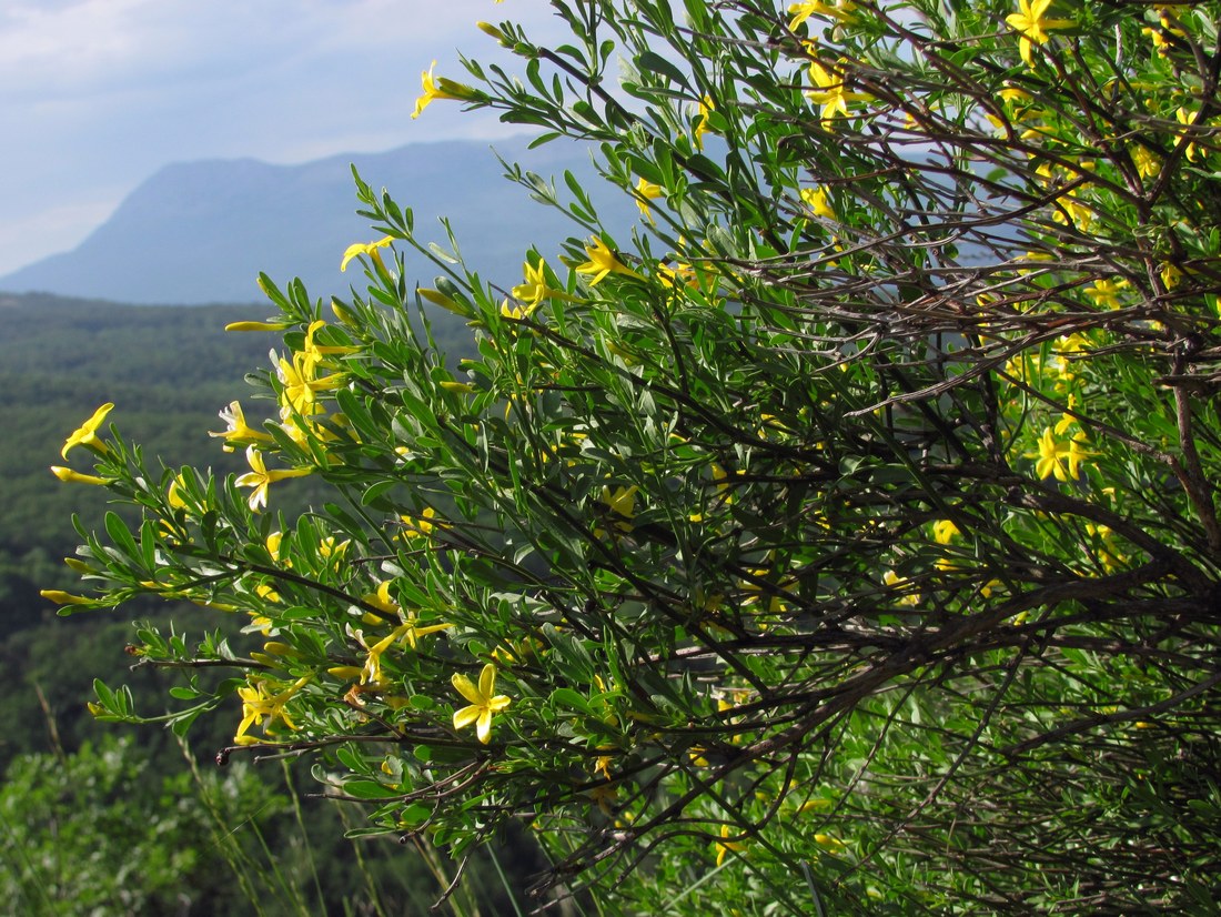 Изображение особи Jasminum fruticans.