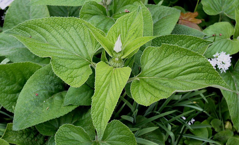 Image of Phlomis russeliana specimen.