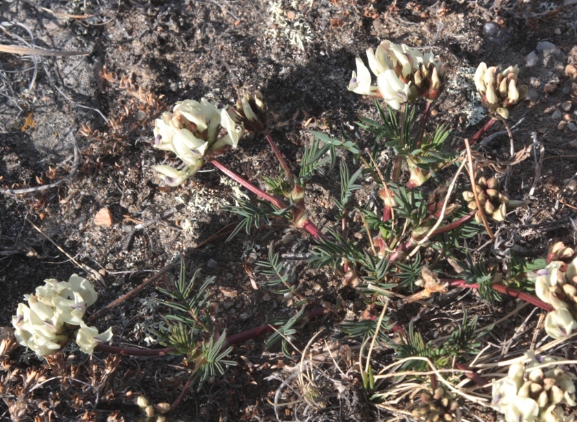Изображение особи Astragalus chorinensis.