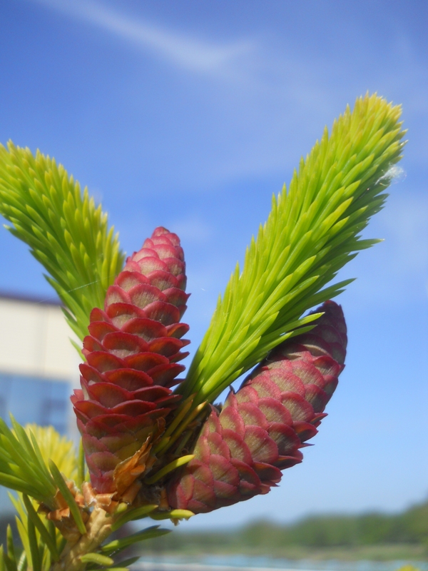 Изображение особи Picea obovata.