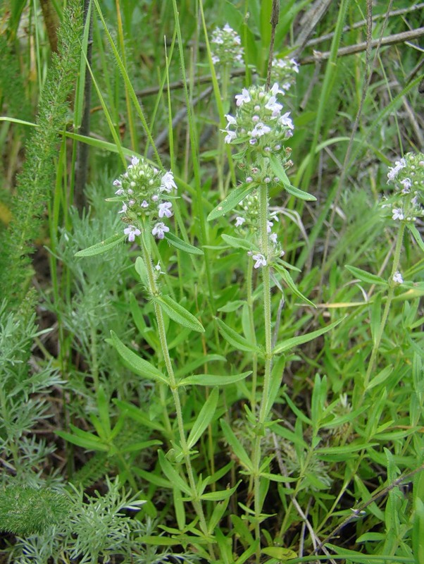 Изображение особи Thymus marschallianus.