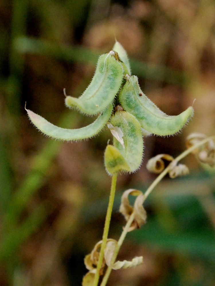 Изображение особи Astragalus campylotrichus.