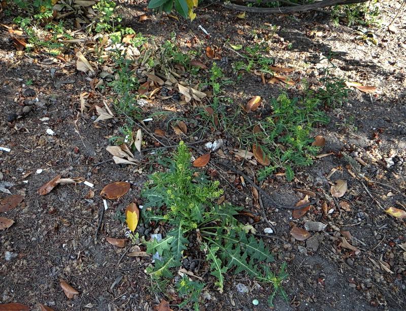 Изображение особи Sisymbrium confertum.