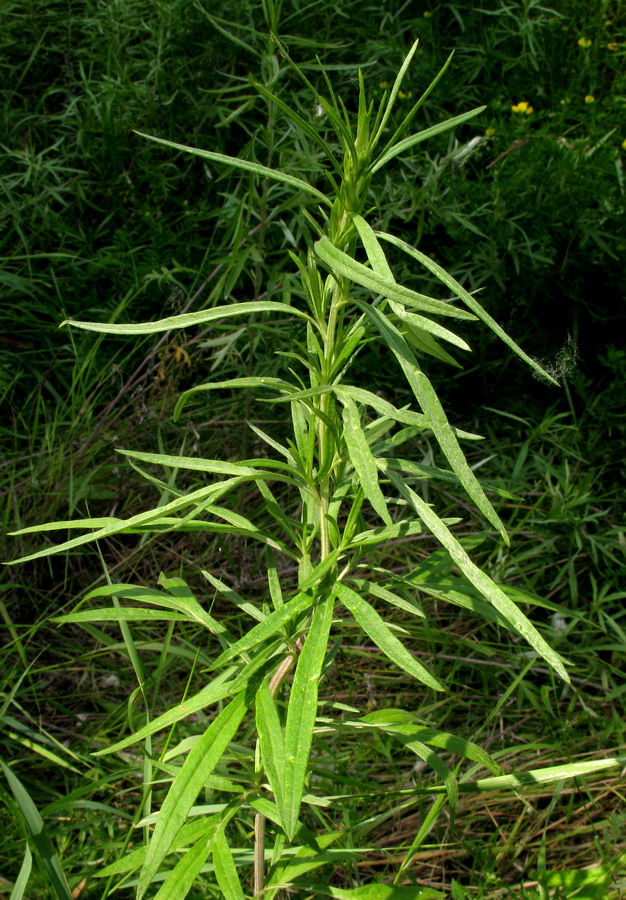 Image of Artemisia argyi specimen.