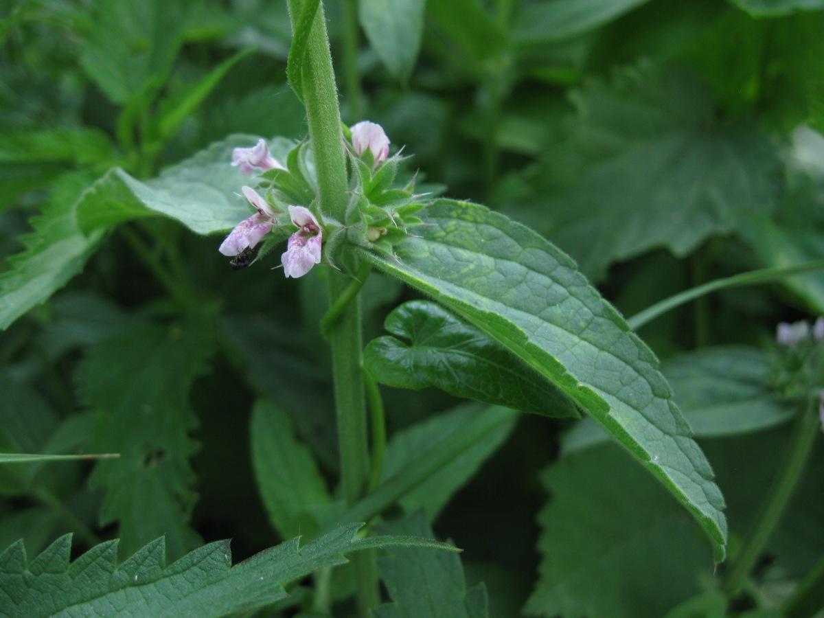 Изображение особи Stachys setifera.