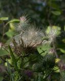 Cirsium vulgare