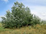 Populus alba