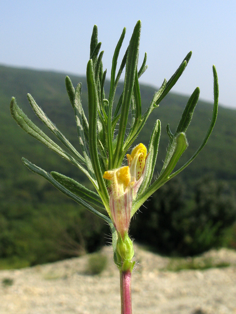 Image of Ajuga chia specimen.