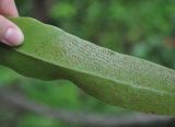 Microsorum punctatum. Часть вайи с сорусами (вид с нижней стороны). Таиланд, национальный парк Си Пханг-нга. 19.06.2013.
