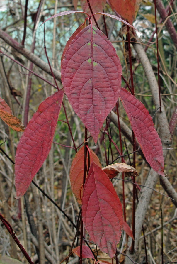 Image of Swida sericea specimen.