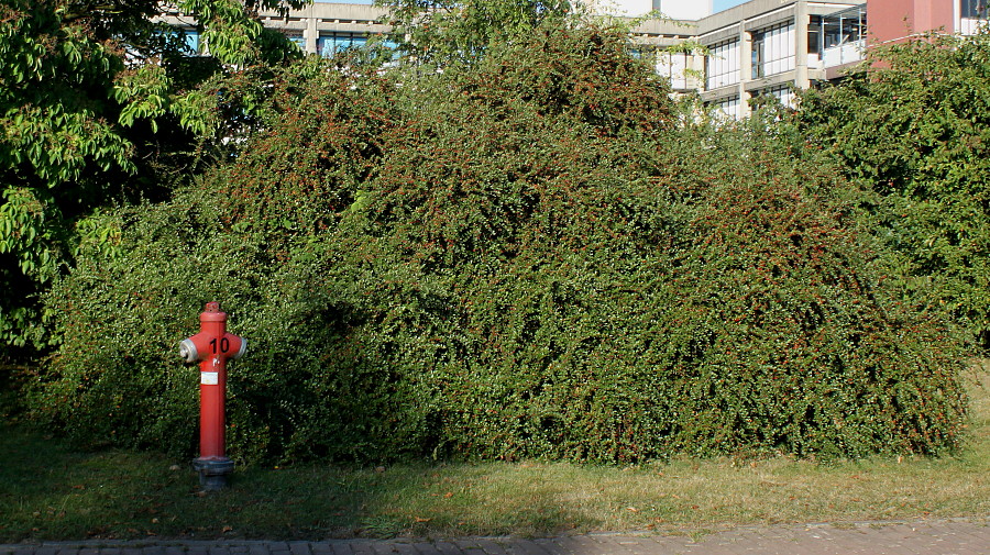 Image of genus Cotoneaster specimen.