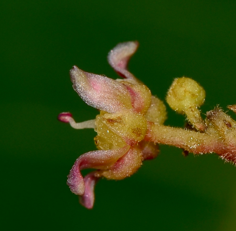 Image of Mangifera indica  specimen.