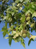 Liquidambar styraciflua. Ветки с невызревшими соплодиями. Германия, г. Essen, Grugapark. 29.09.2013.