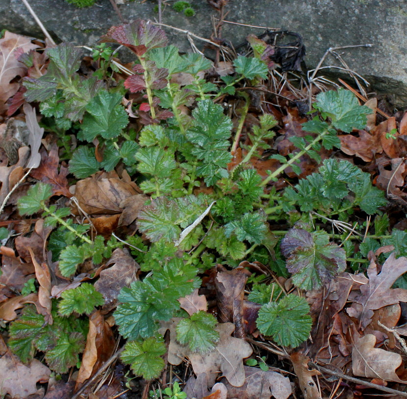 Image of Geum magellanicum specimen.