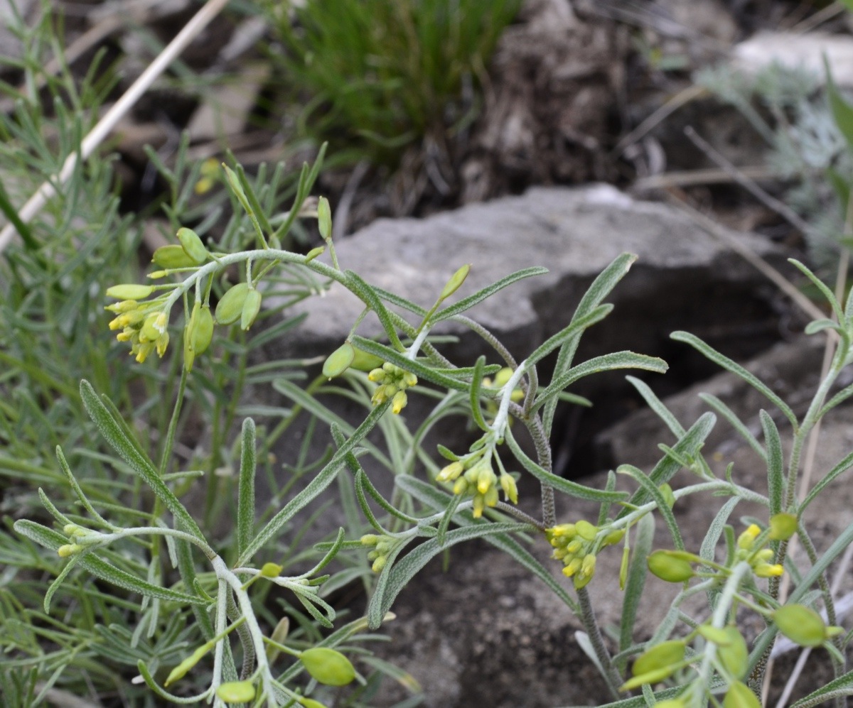 Изображение особи Meniocus linifolius.