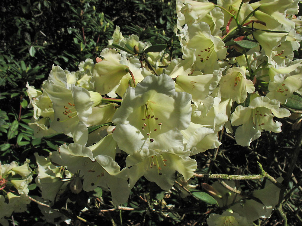 Image of Rhododendron campylocarpum specimen.