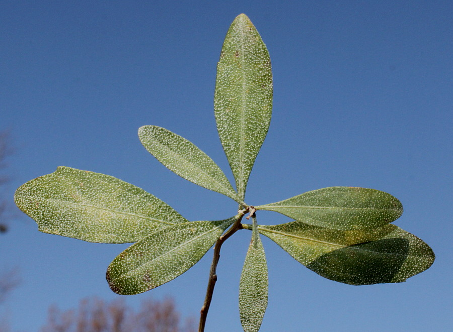 Image of Baccharis halimifolia specimen.