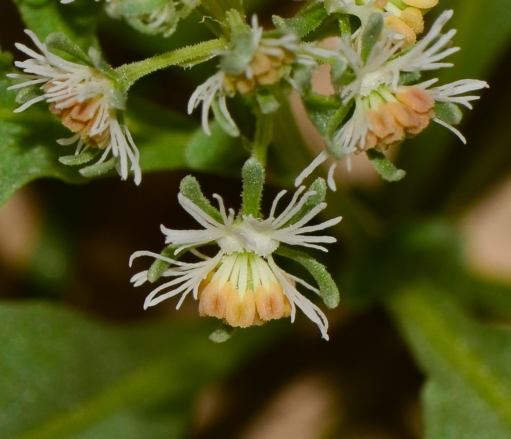 Image of Reseda urnigera specimen.