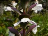 Acanthus mollis