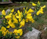 Sarothamnus scoparius