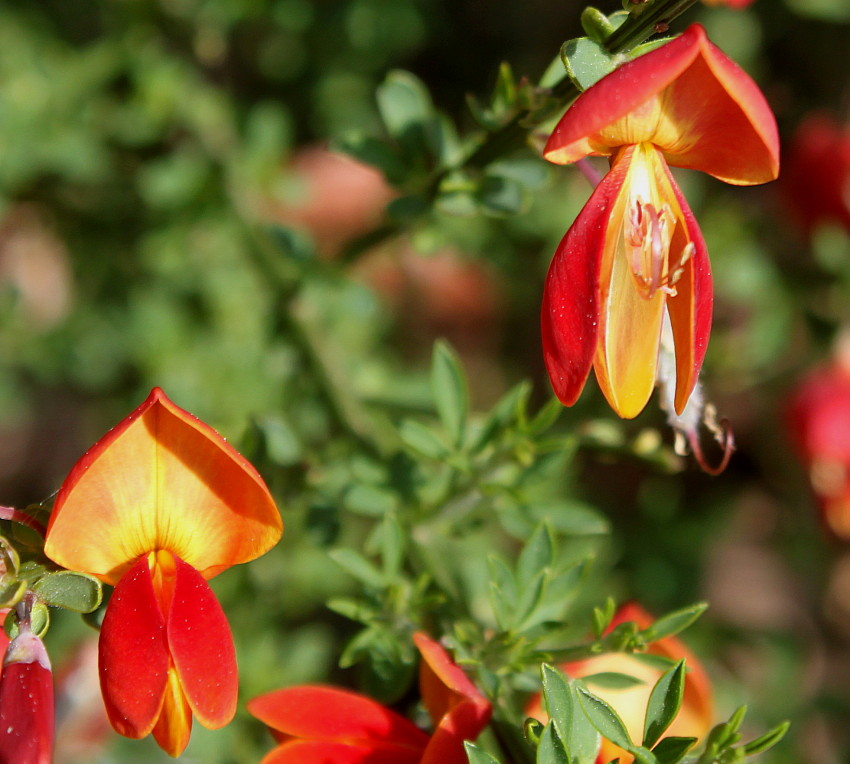 Image of Cytisus &times; praecox specimen.