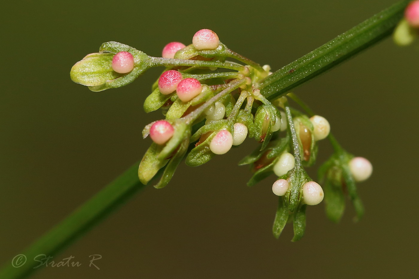 Image of Rumex conglomeratus specimen.