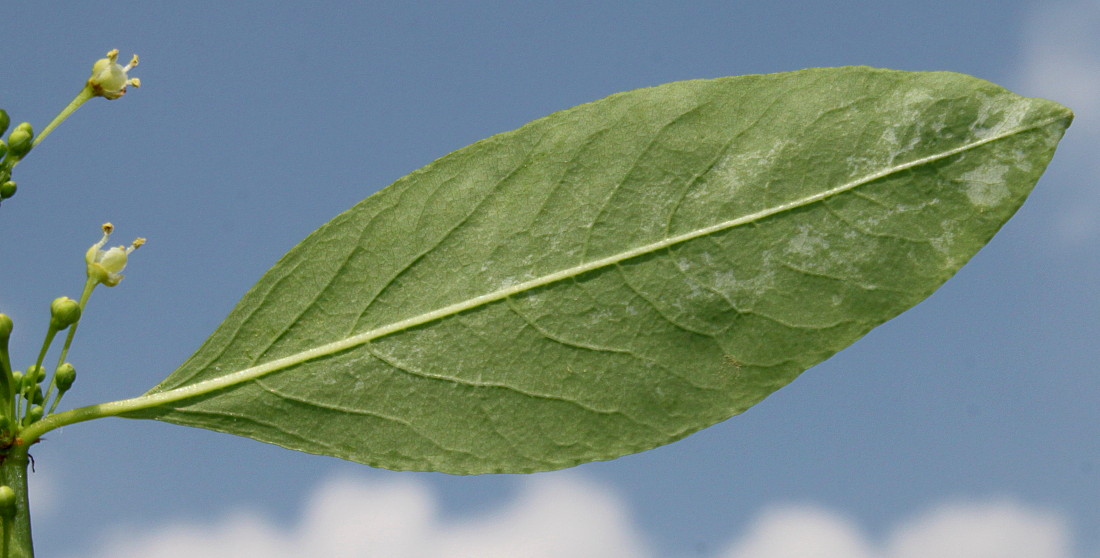 Image of Flueggea suffruticosa specimen.