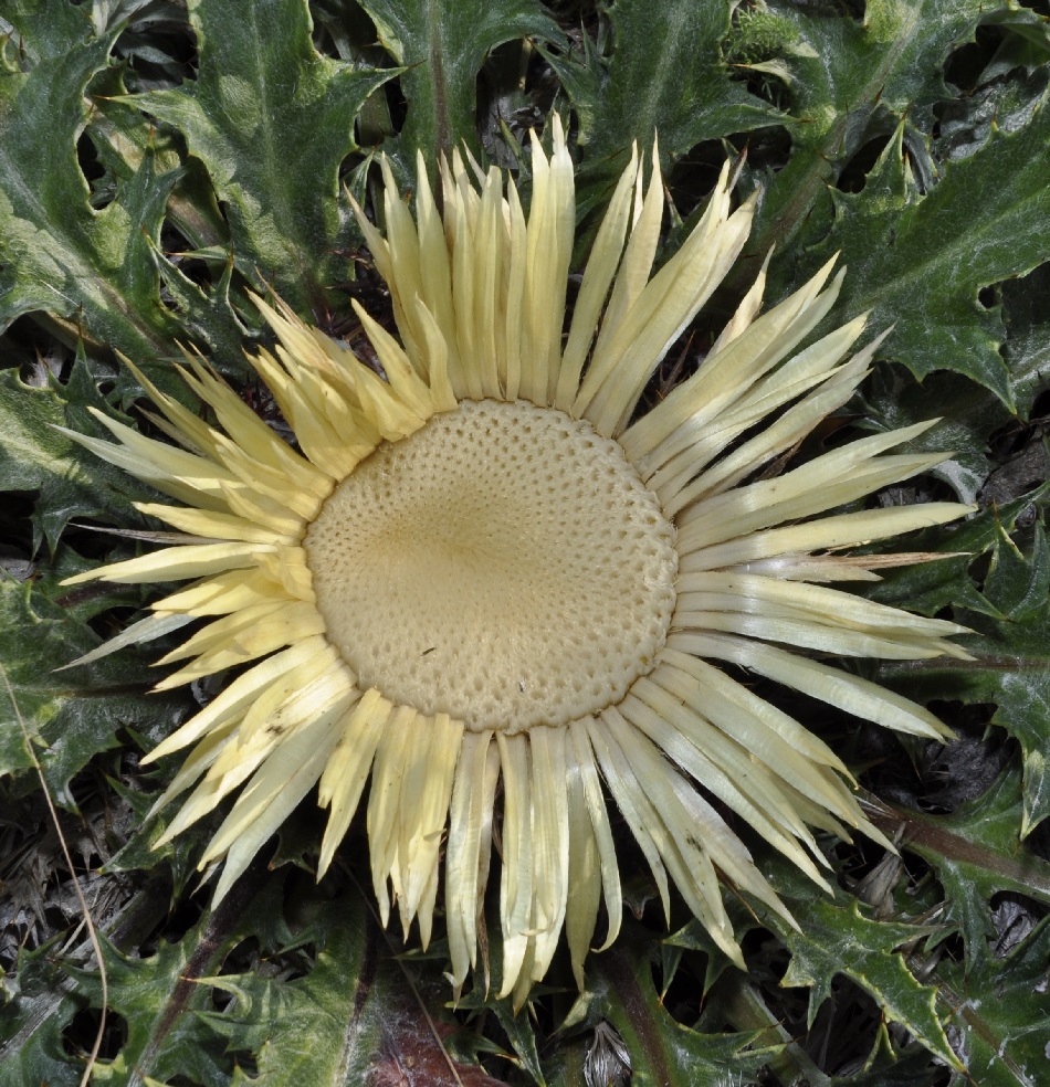 Image of Carlina acanthifolia ssp. utzka specimen.