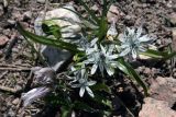 Scilla puschkinioides. Цветущее растение. Рядом слева - увядающий цветок Crocus alatavicus. Узбекистан, Ташкентская обл., зап. отроги Чаткальского хр., гора Бол. Чимган, ущ. Аксая. 14.06.2009.