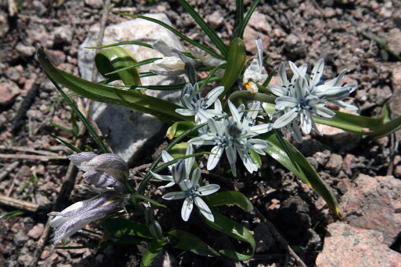 Image of Scilla puschkinioides specimen.