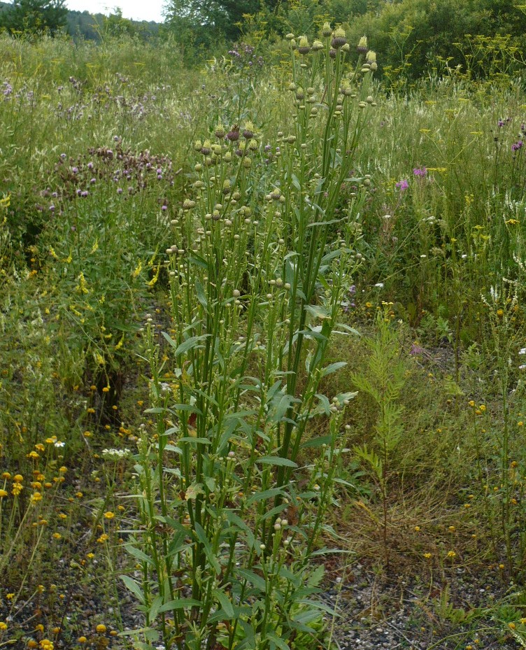 Изображение особи Cirsium setosum.