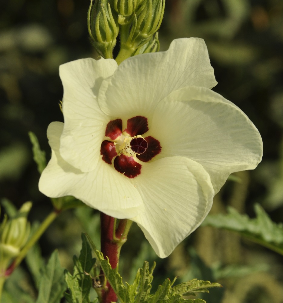 Image of Hibiscus esculentus specimen.