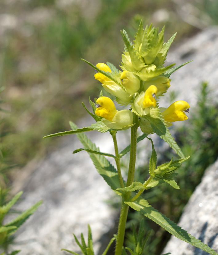 Изображение особи Rhinanthus vernalis.