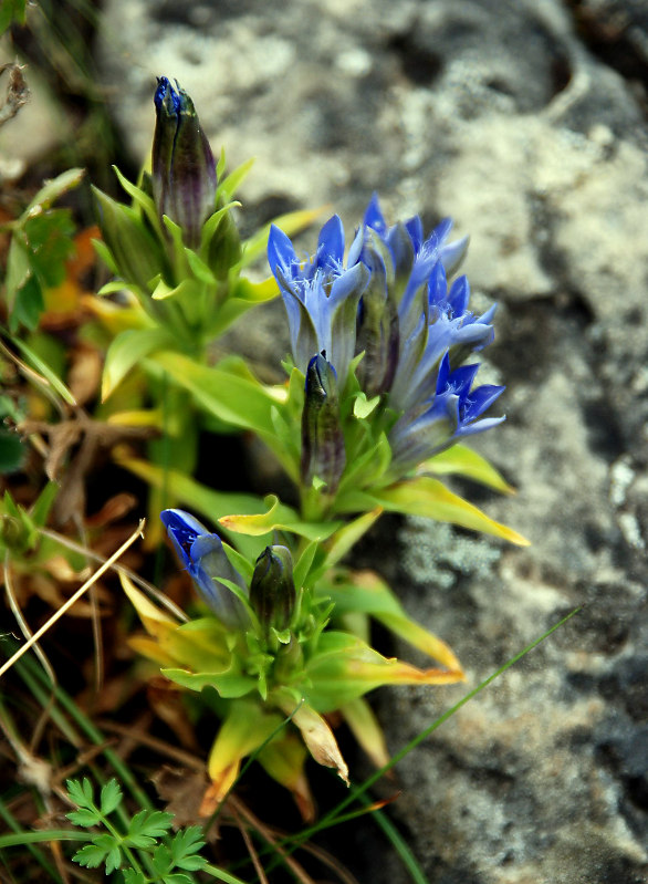 Image of Gentiana septemfida specimen.