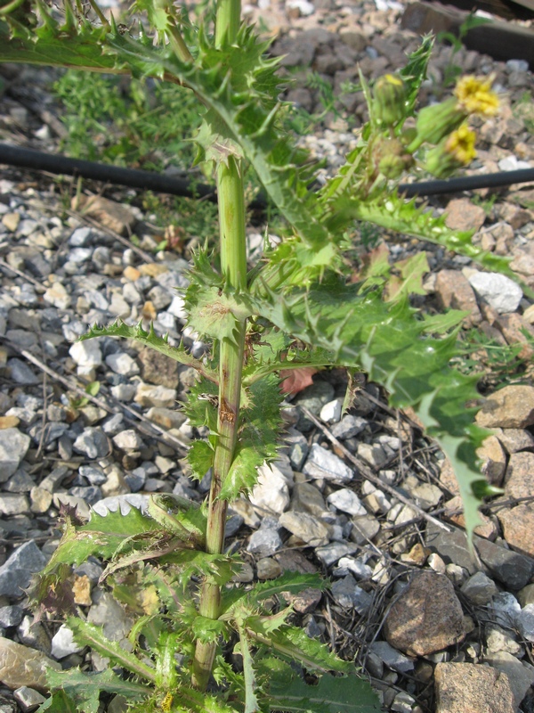 Изображение особи Sonchus nymanii.