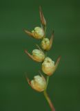Gladiolus tenuis