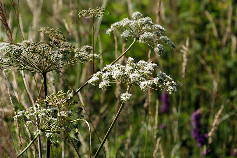 Image of Angelica sylvestris specimen.