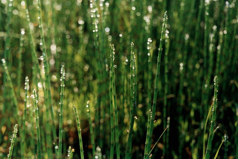 Image of Equisetum fluviatile specimen.