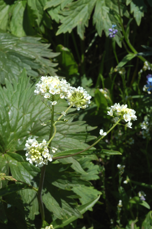 Image of Eutrema integrifolium specimen.