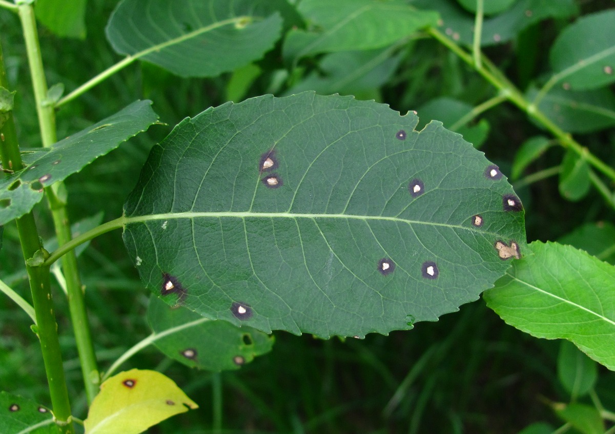 Image of Salix triandra specimen.