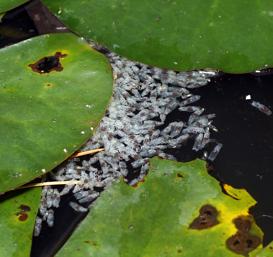 Image of Nymphaea candida specimen.