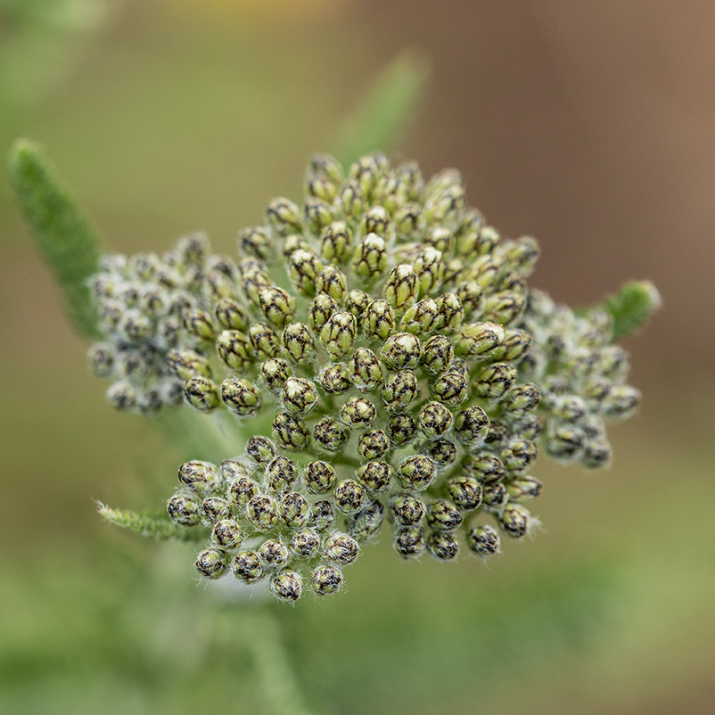 Изображение особи Achillea neilreichii.