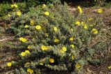 Halimium lasianthum. Цветущее растение. США, Калифорния, Сан-Франциско, ботанический сад. 14.02.2014.