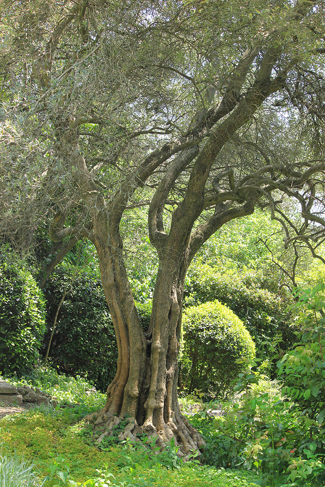 Image of Olea europaea specimen.