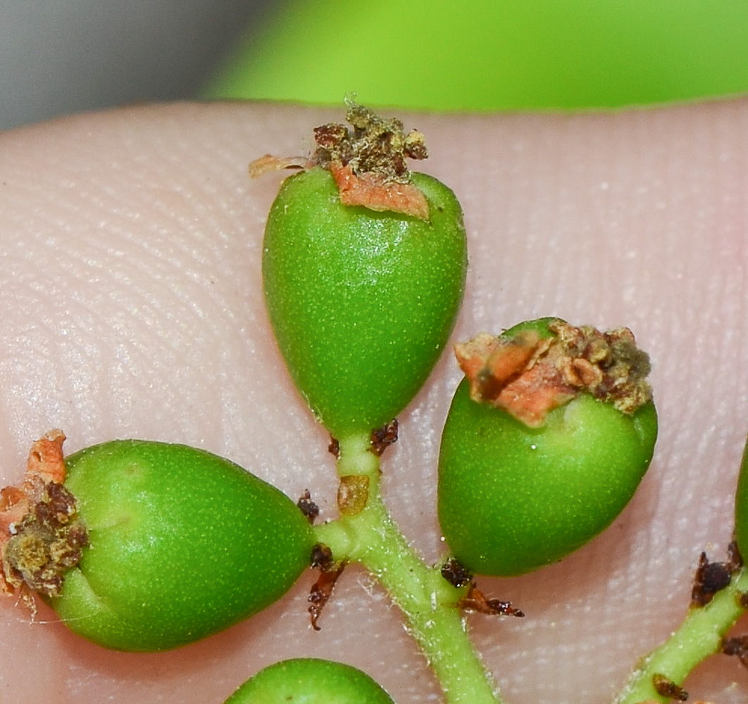 Image of Heteromeles arbutifolia specimen.