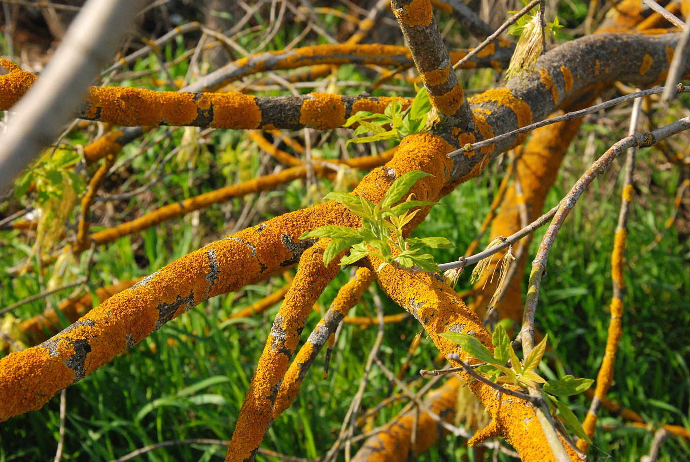 Image of Acer negundo specimen.